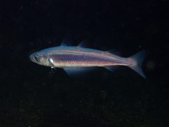 Blue Whiting photo 2