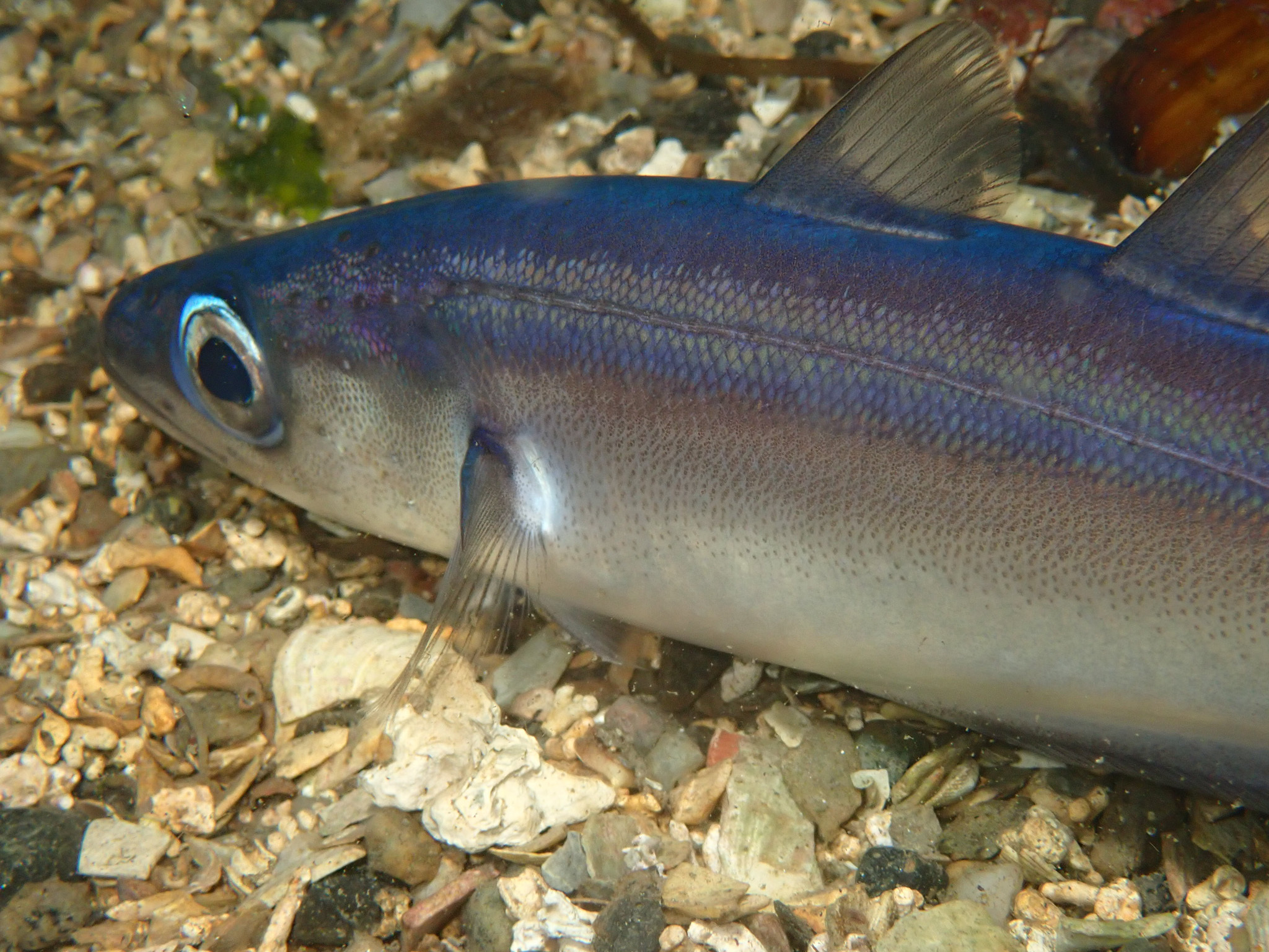 Close-up of Alaska / Alaska Pollock
