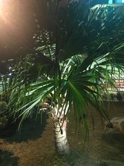 Arecaceae