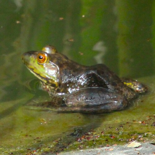iNaturalist observation photo of American Bullfrog