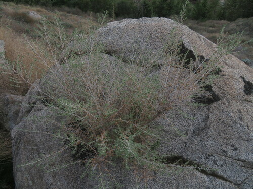 Image of Brickellia desertorum by no rights reserved