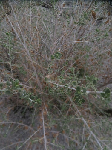 Image of Brickellia desertorum by no rights reserved