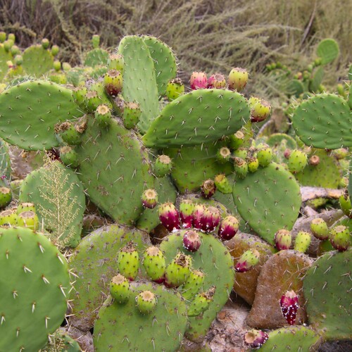 iNaturalist observation photo of Coastal Pricklypear