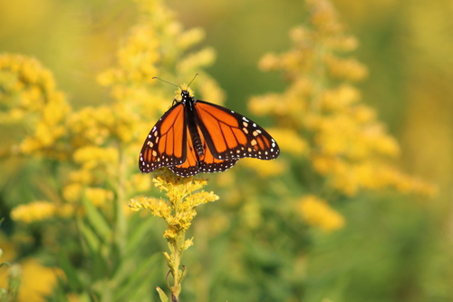 Monarch photographed in Indiana