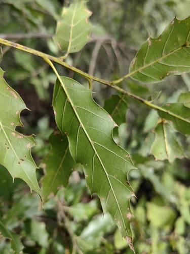 Quercus grahamii