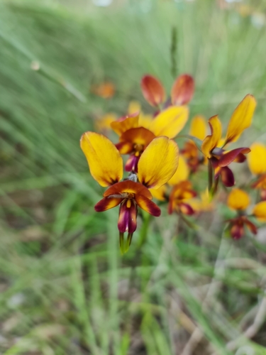 Image of Diuris magnifica by (c) Belinda Forbes, some rights reserved (CC BY)