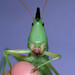 Common Coneheads - Photo (c) TheBugWhisperer, some rights reserved (CC BY-NC), uploaded by TheBugWhisperer