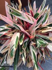 Tradescantia spathacea