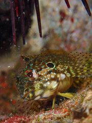 Hairy Blenny photo 2