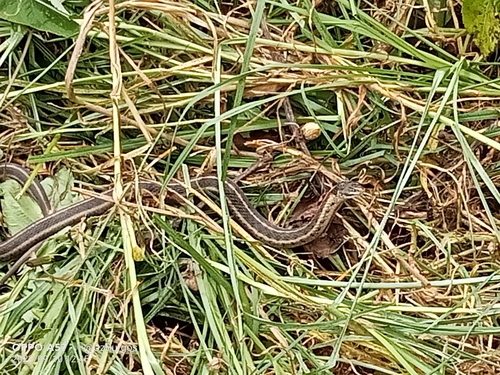 Bogert's Garter Snake