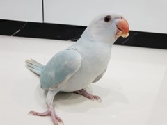 Psittaculidae