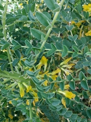 Astragalus macrocarpus