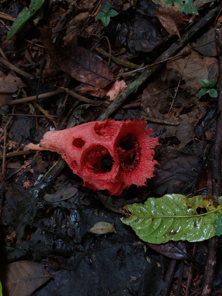 Clathrus cristatus · April 2023 · photo: © andre_rc (iNaturalist, cc-by)
