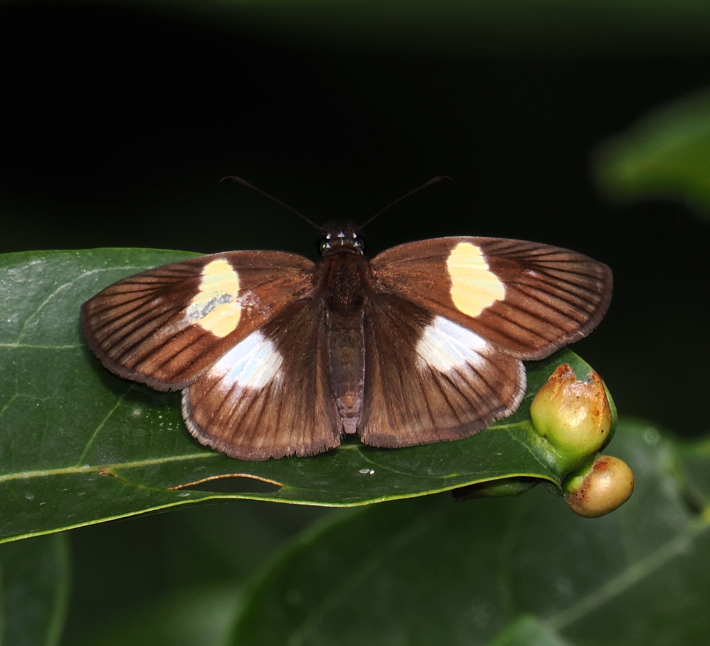 Hirta Skipper