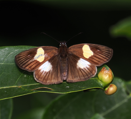 Hirta Skipper