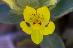 Mohavea breviflora