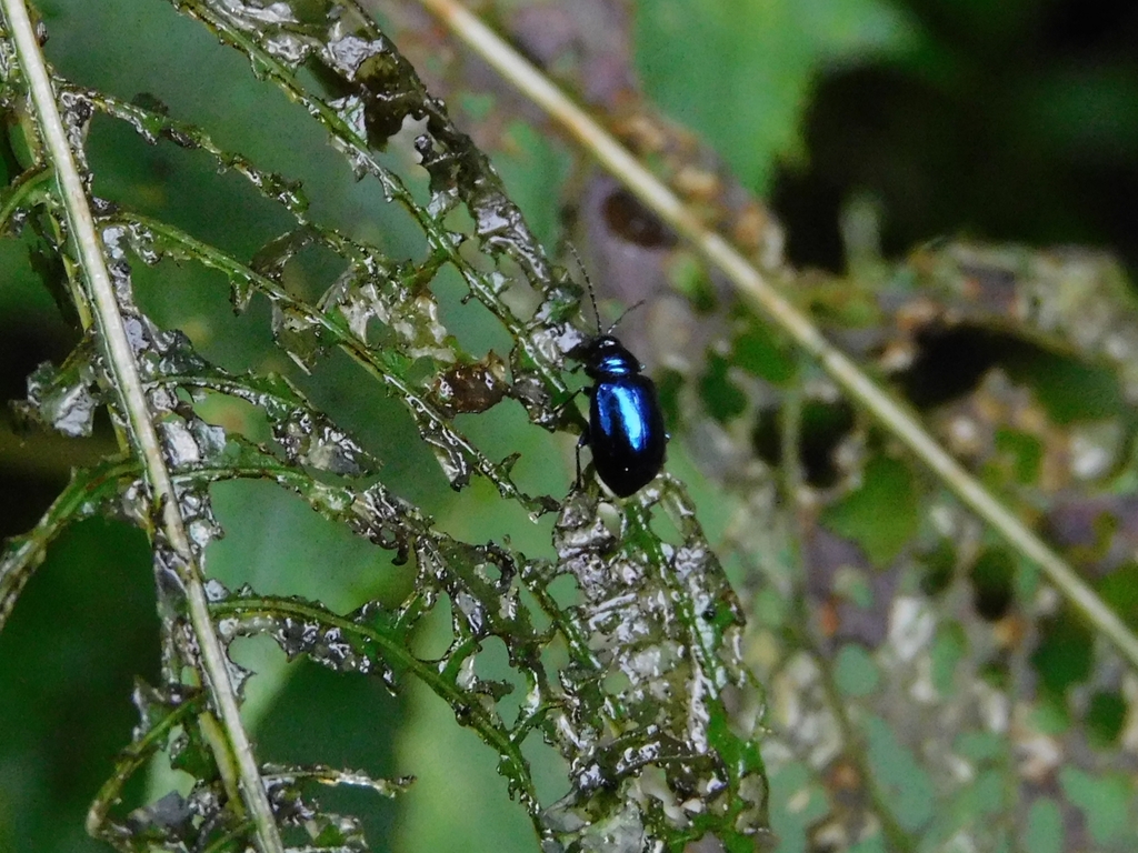 Leaf Beetles from Mukteshwar, Uttarakhand, India on September 11, 2023 ...