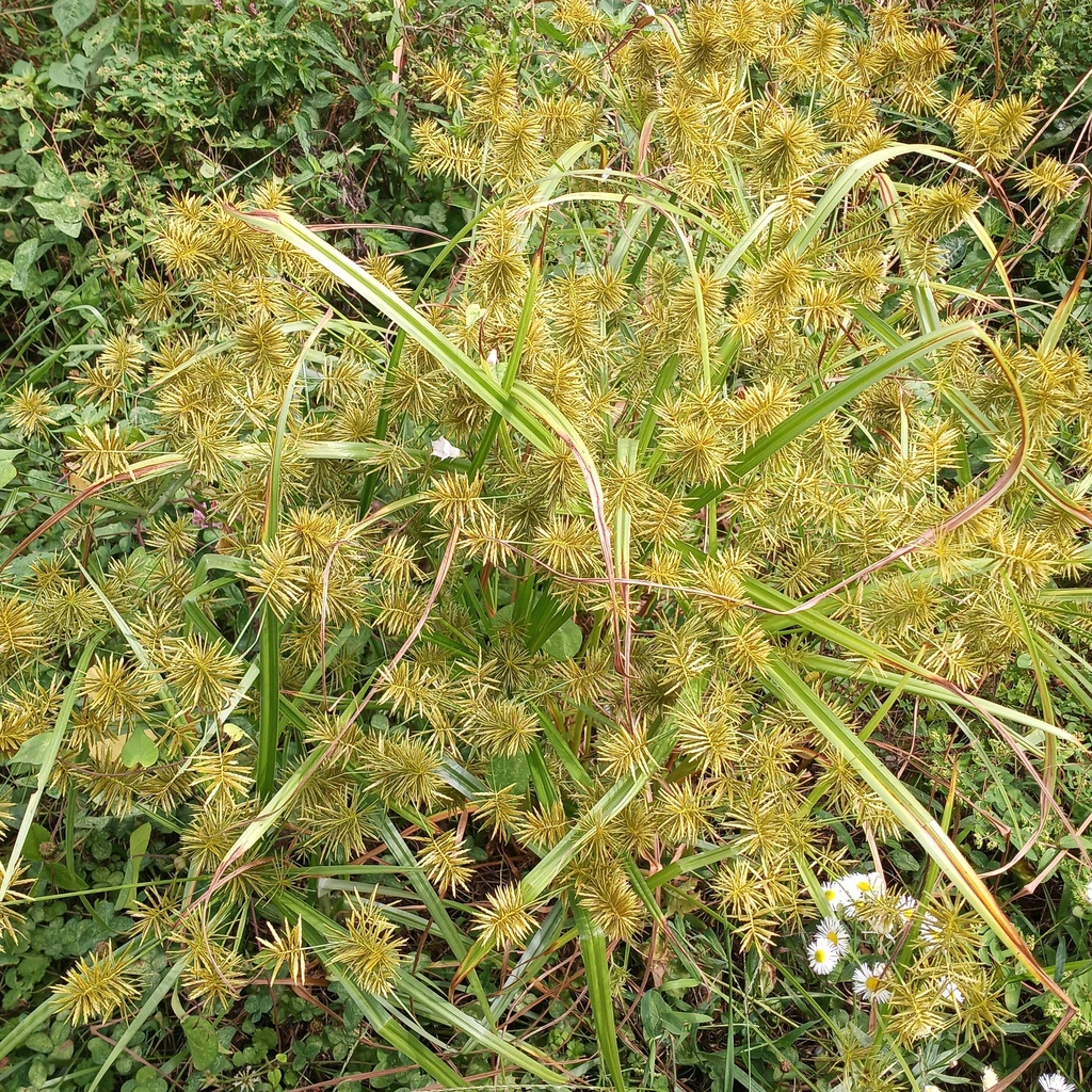 Straw Colored Flatsedge From Caroline County MD USA On September 11