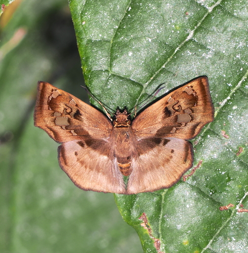Quadrus truncata