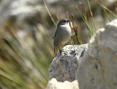 Coccopygia melanotis