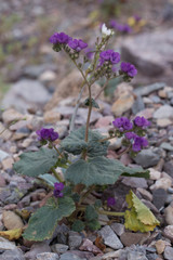 Phacelia calthifolia