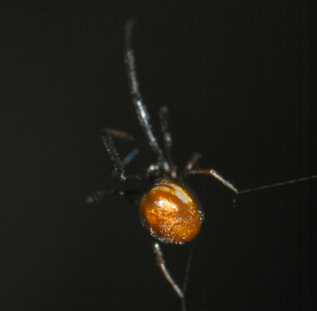 Argyrodes pluto