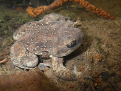 Pelobates fuscus