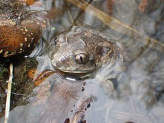 Pelobates fuscus