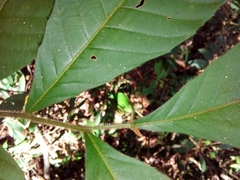 Cupania rufescens