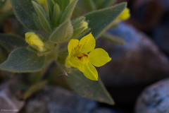 Mohavea breviflora