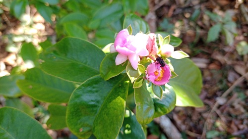 Pereskia grandifolia