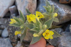 Mohavea breviflora