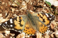Vanessa cardui