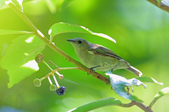 Black Berrypecker photo 5