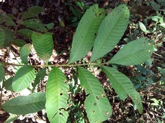 Cupania rufescens