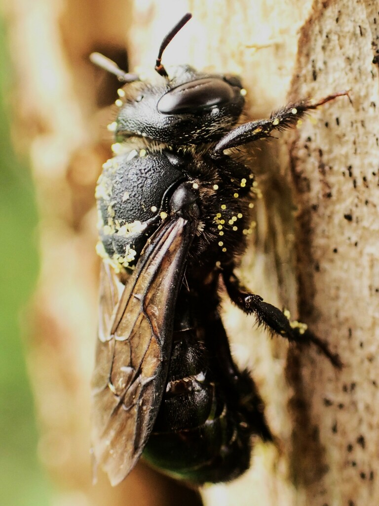 Wood-nesting bee
