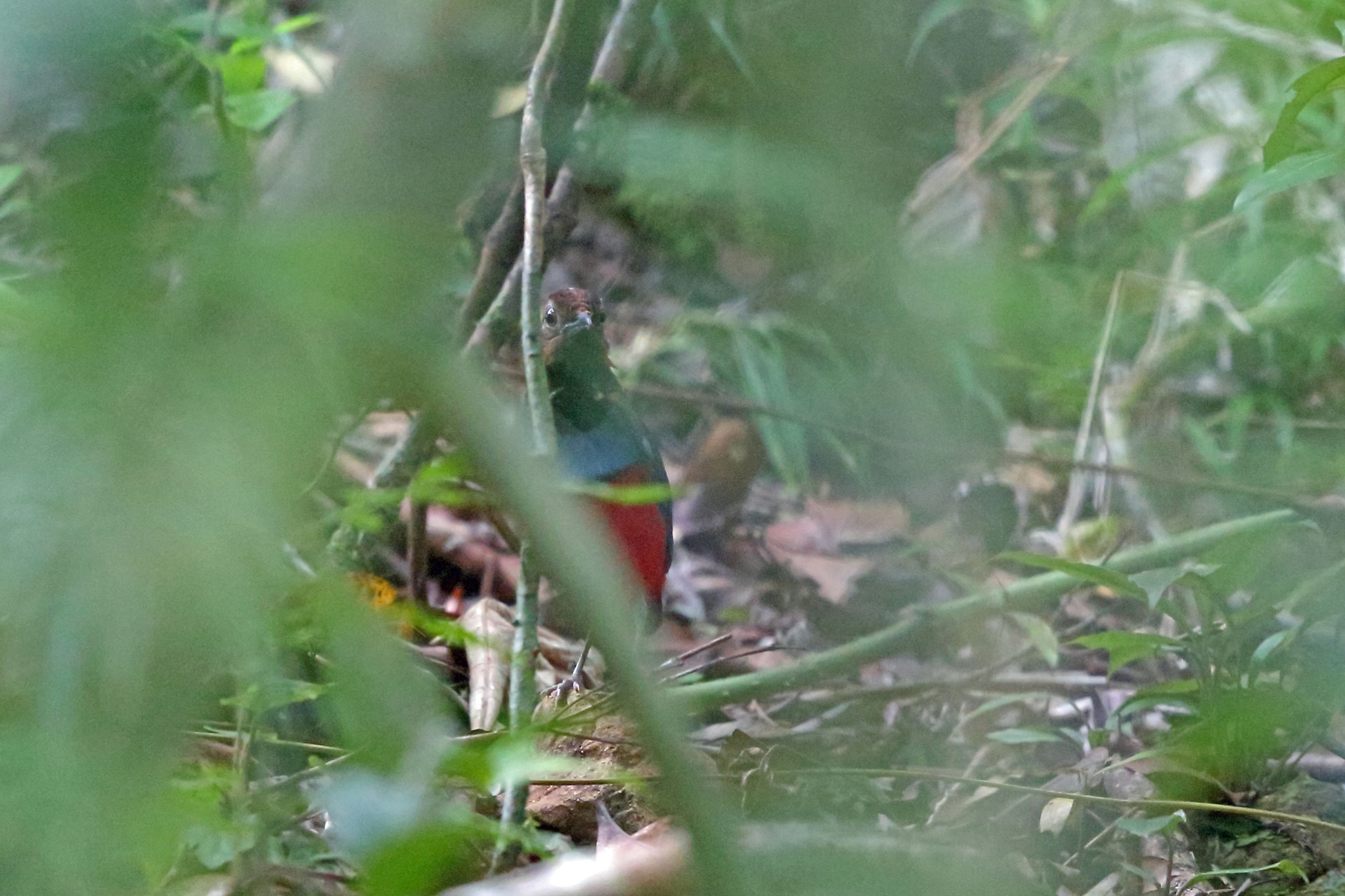North Papuan Pitta illustration