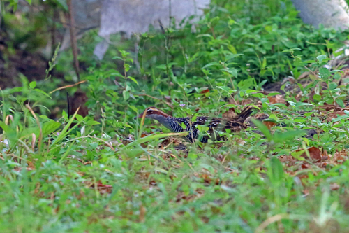 Gallirallus philippensis