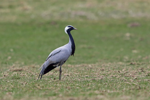 Demoiselle Crane (Grus virgo), photo 4