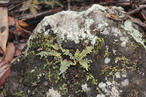 Ctenopterella blechnoides observed 2023-09-05