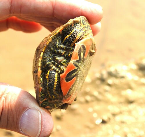 Painted Turtle