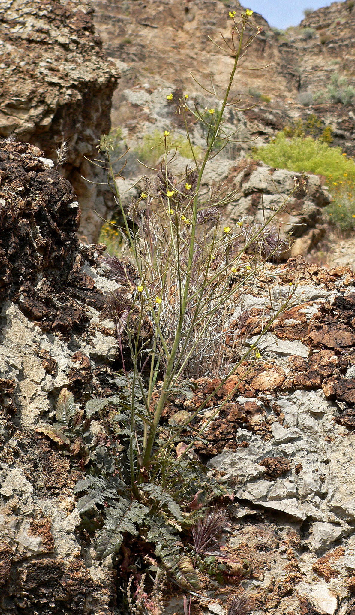 Chylismia walkeri