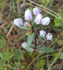 Gentianella montana