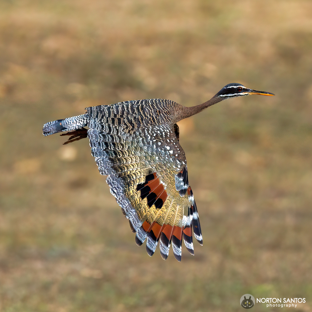 Sunbittern photo