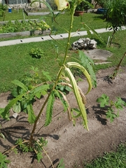 Abelmoschus esculentus