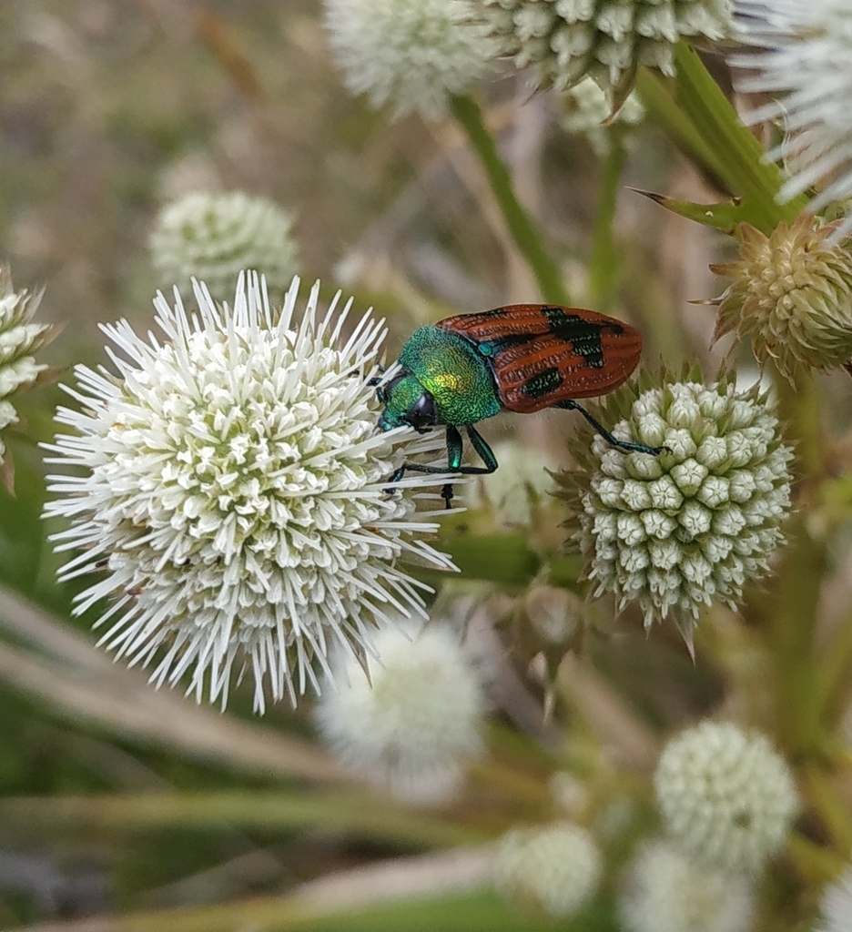 Conognatha lebasii