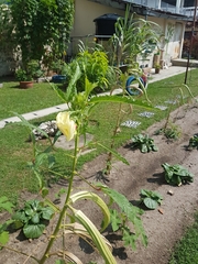 Abelmoschus esculentus