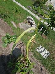 Abelmoschus esculentus