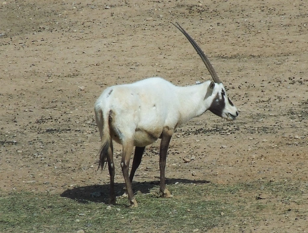 Arabian Oryx