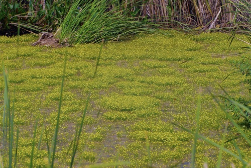 humped bladderwort